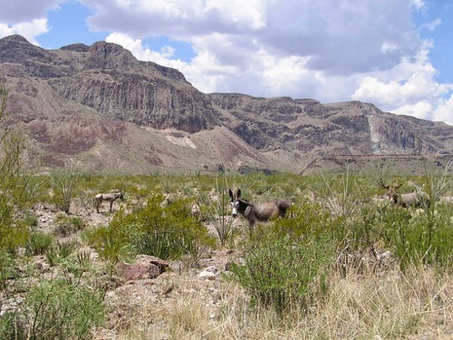Donkeys